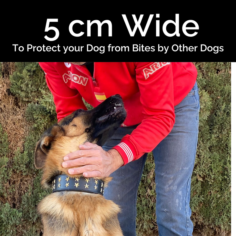 Collar de Cuero Genuino para Perros – Estilo Punk con Tachuelas –